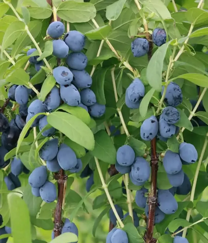 Honeysuckle-Haskap (Lonicera caerulea var. kamtschatica) WILLA®