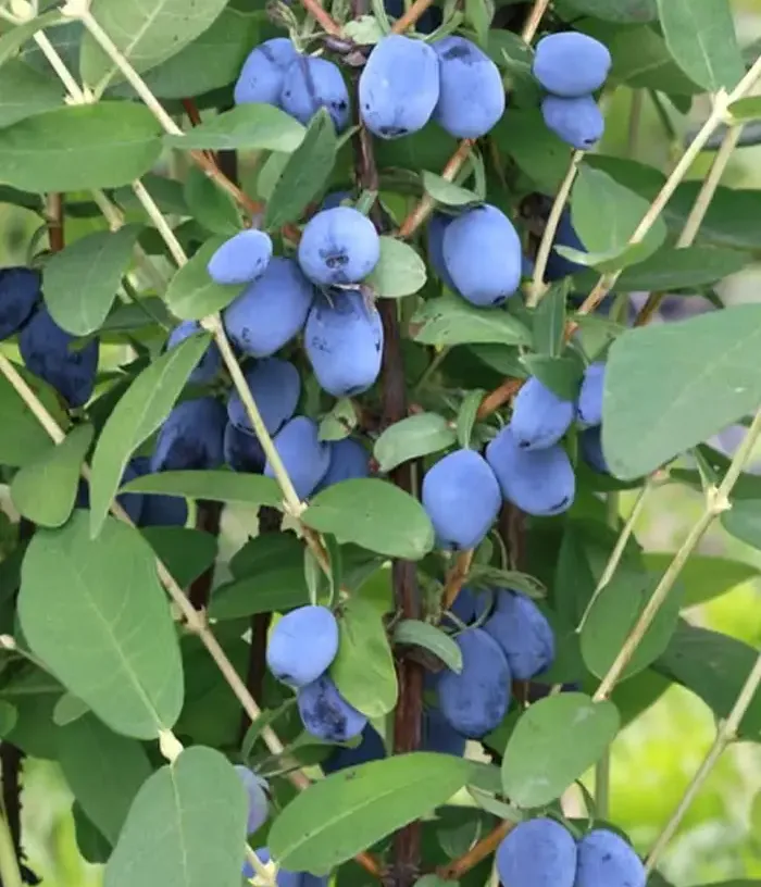 Blaubeere (Lonicera caerulea)  MAXIN®