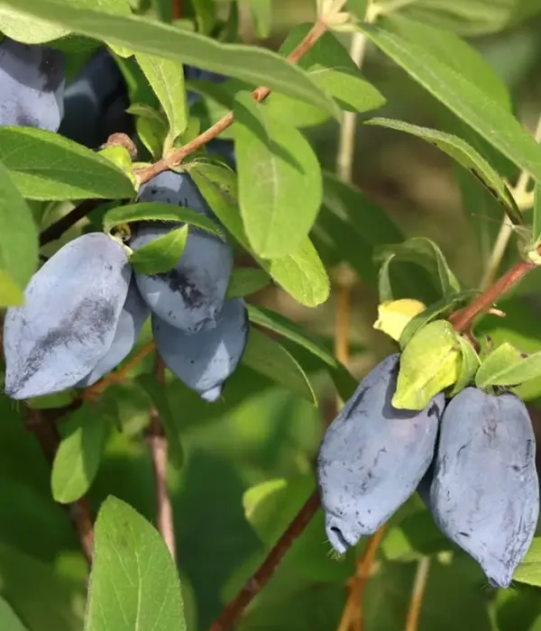 Honeysuckle-Haskap TOYA®