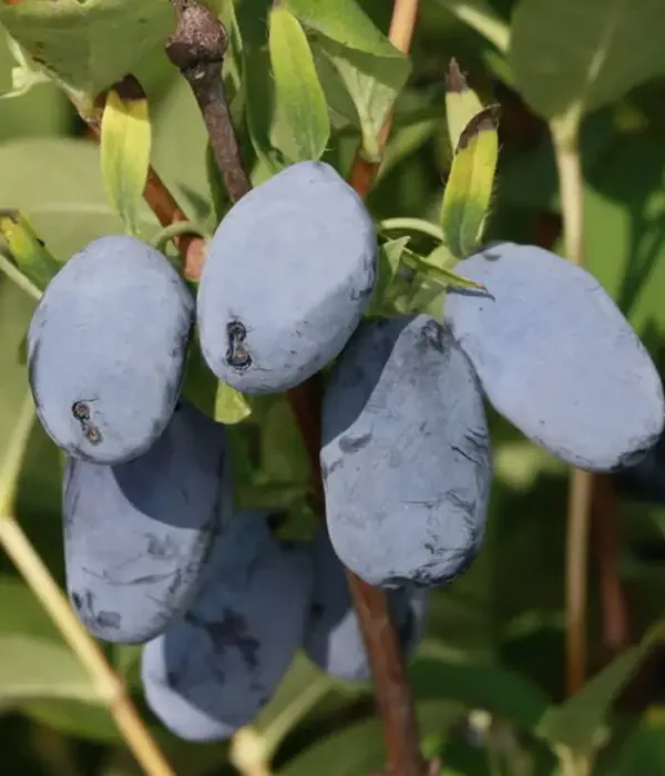 Honeysuckle-Haskap MINORU®